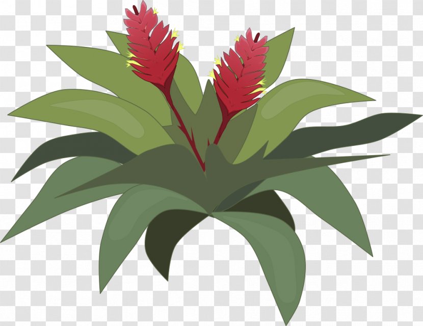 Bromelia Clip Art Drawing Image - Bromeliads - Plants Transparent PNG