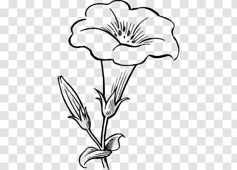 Drawing Line Art Flower Sketch - Petal - Hoa Mẫu đơn Transparent PNG