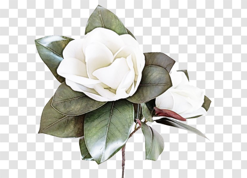 Rose - Gardenia - Magnolia Transparent PNG