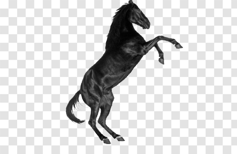 Unicorn - Black And White - Stood Dark Horse Transparent PNG