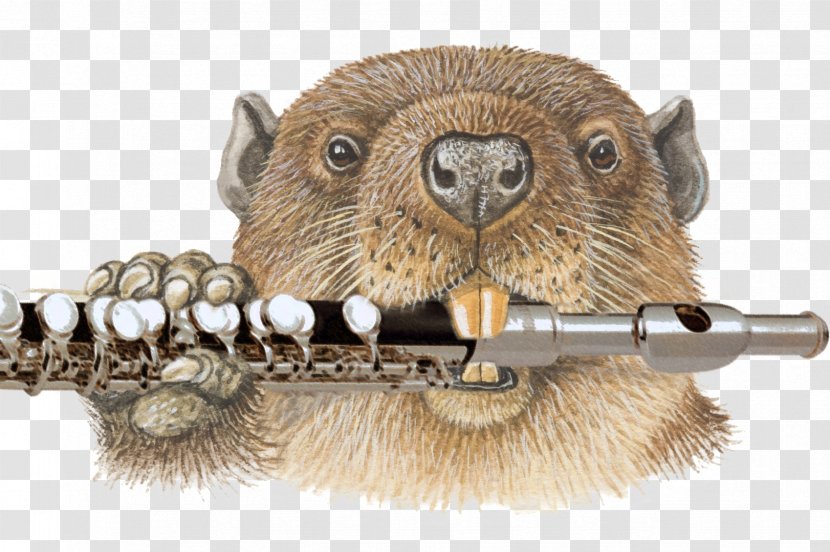 North American Beaver Rodent Drawing Photography Transparent PNG