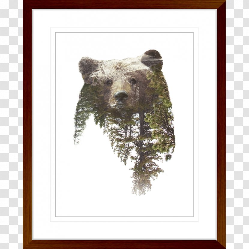 Grizzly Bear American Black Photography Giant Panda - Wildlife Transparent PNG