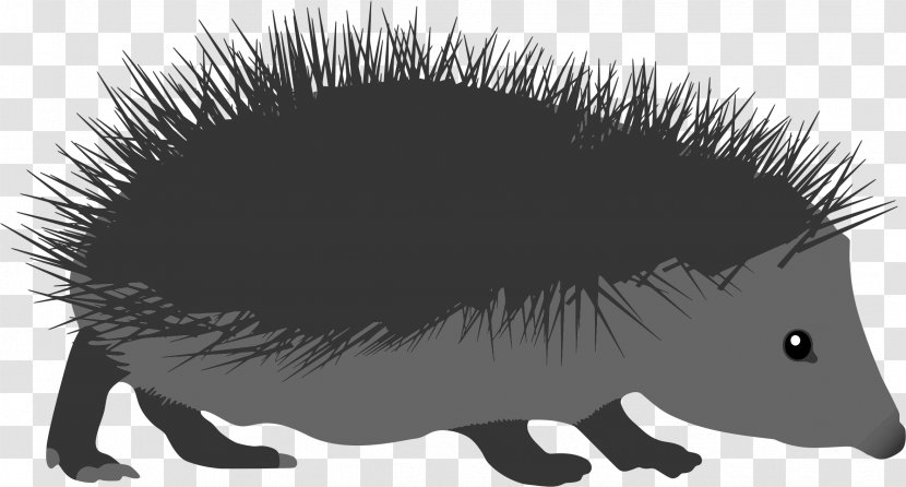 Clip Art Echidna European Hedgehog The Porcupine - Animal - Child Transparent PNG