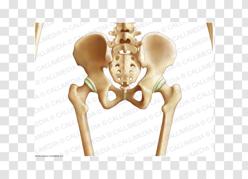 Pelvis Hip Bone Human Body - Watercolor Transparent PNG
