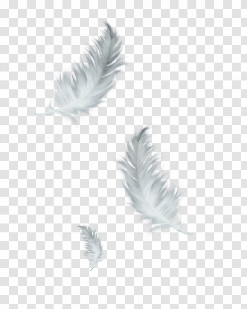 Feather Transparent PNG