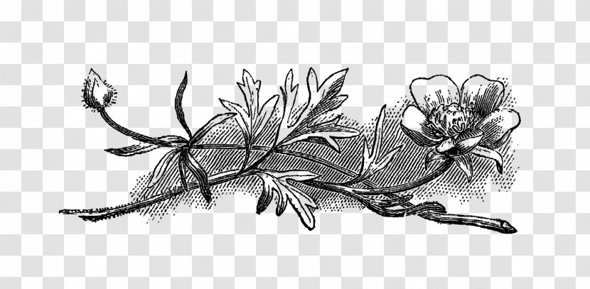 Flower Drawing Black And White Clip Art - Pollinator - Illustration Transparent PNG