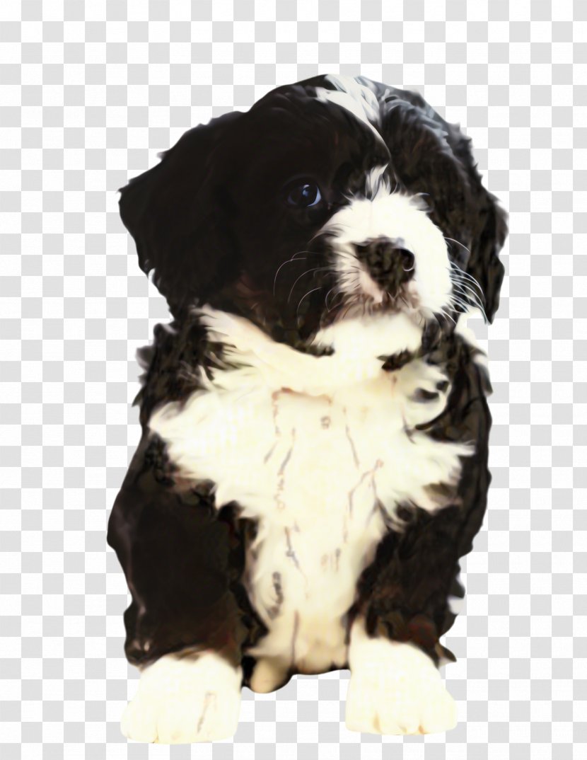 Cute Border - Companion Dog - Collie Bernese Mountain Transparent PNG