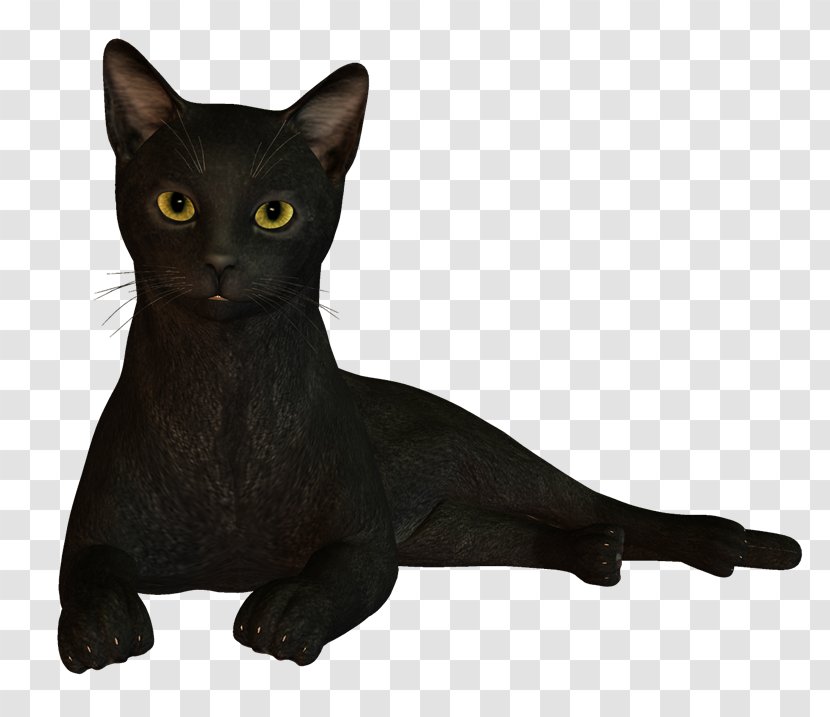 Black Cat Bombay Korat Havana Brown Burmese - Funny Transparent PNG