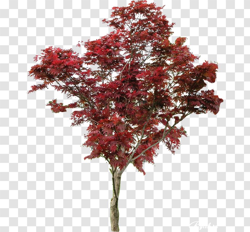 Maple Shrub Tree Macrophanerophytes Plant Transparent PNG