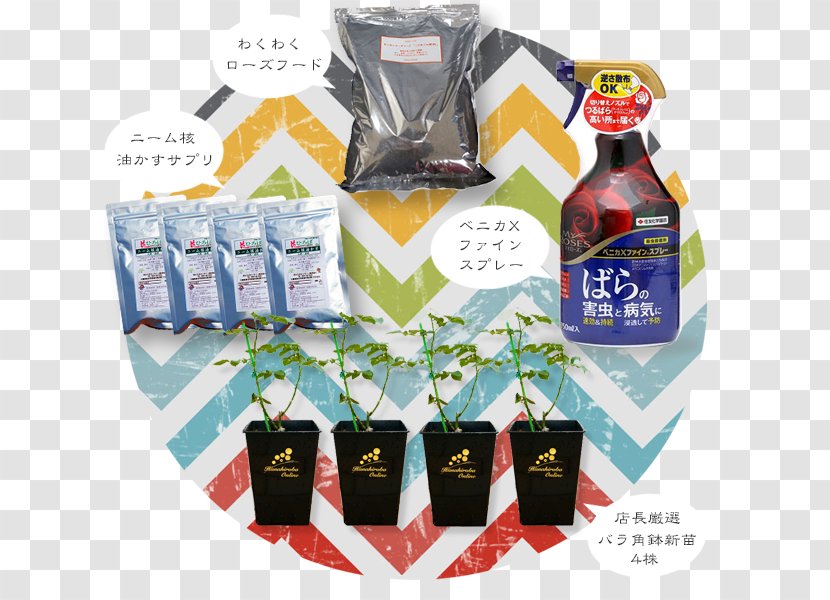 Hana Square Online (Ltd.) Horticulture Niwaki Lady Banks' Rose 苗木 - Fruit - Fukubukuro Transparent PNG
