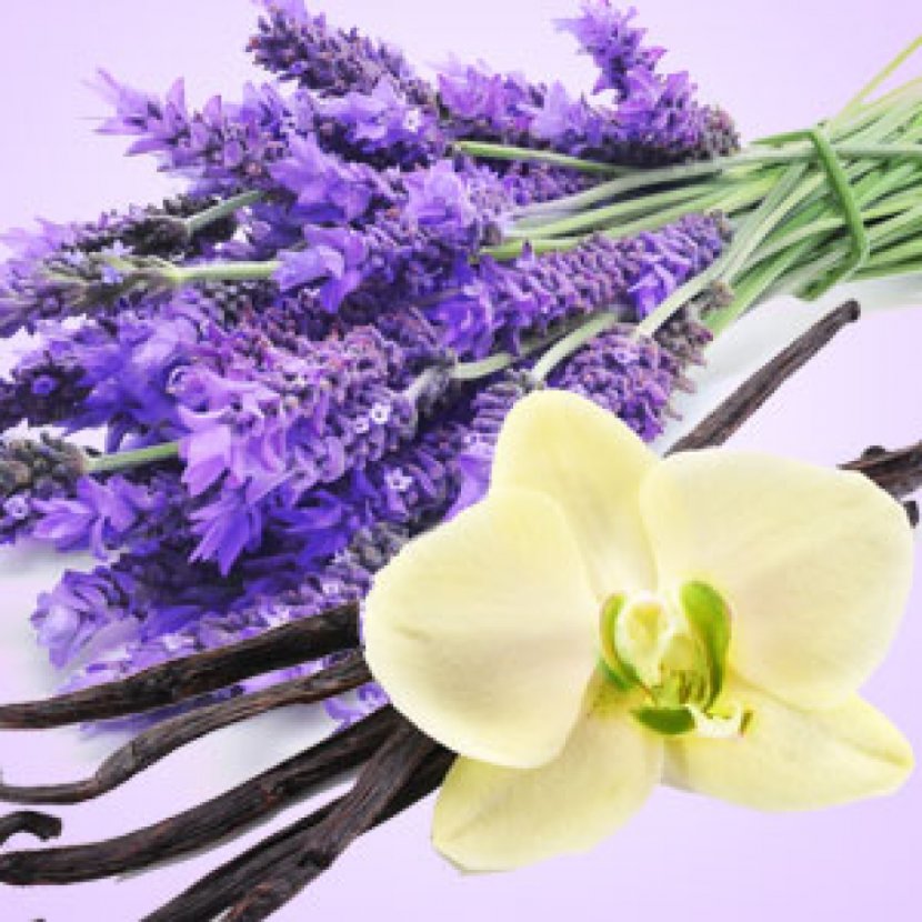 Peppermint Mentha Spicata Lavender Oil Aroma Compound - Olfaction Transparent PNG