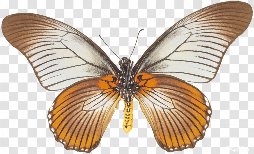 Monarch Butterfly Pieridae Gossamer-winged Butterflies Moth - Arthropod Transparent PNG