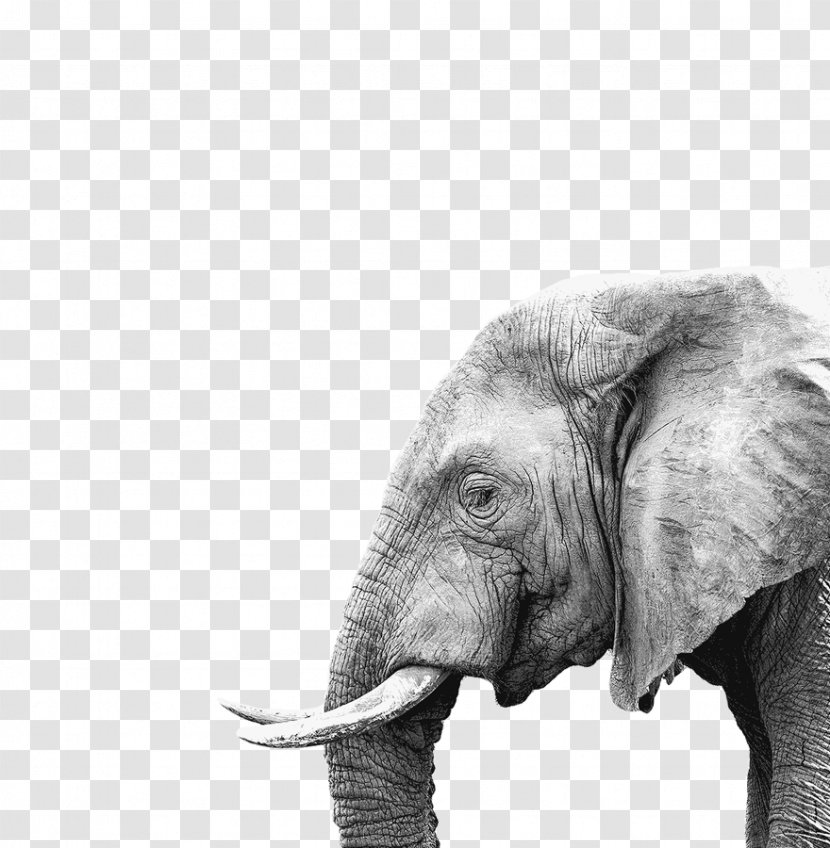 Elephant Poster Painting Canvas Print - Work Of Art - National Savings And Investments Transparent PNG