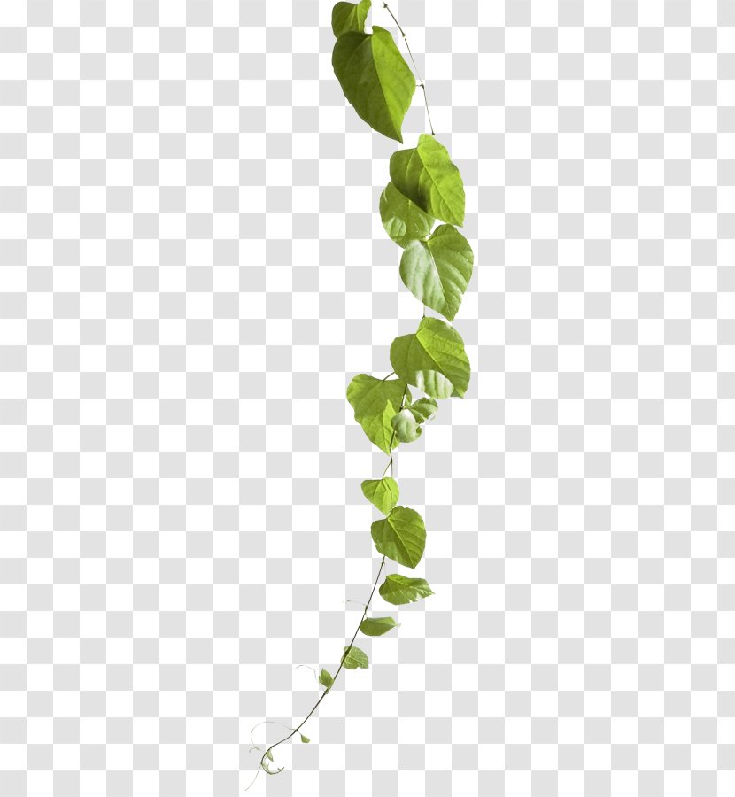 Stock Photography Common Grape Vine - De - Ranke Transparent PNG