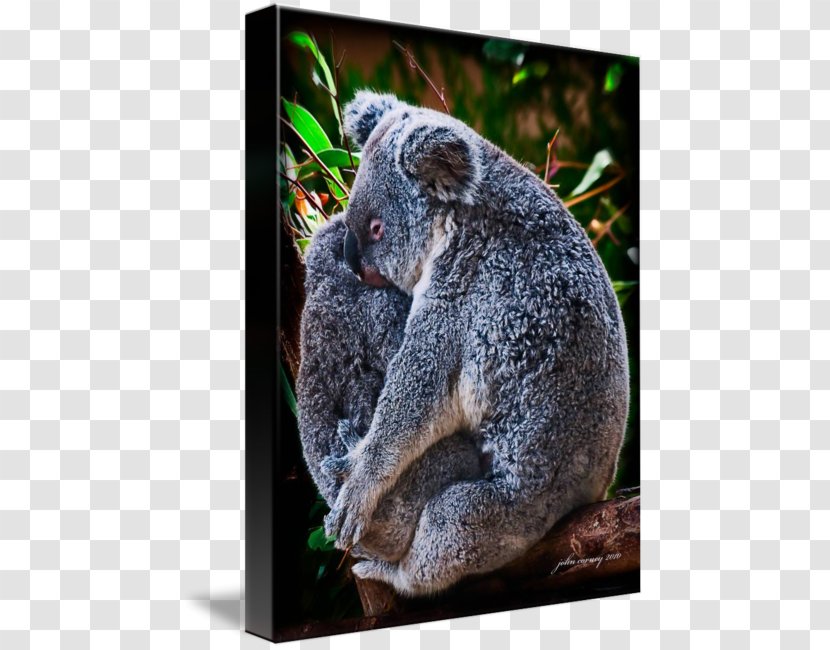 Koala Bear Kangaroo Work Of Art Animal - Post - Hug Transparent PNG