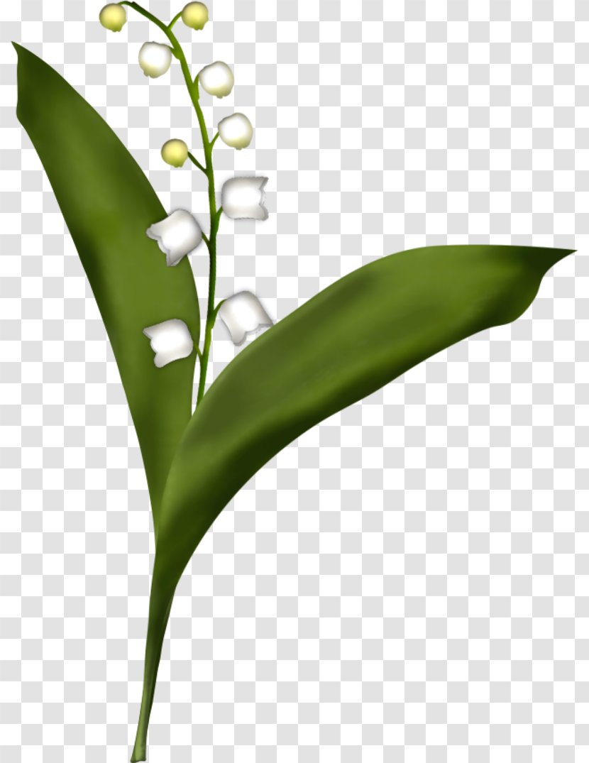 Lily Of The Valley Drawing Desktop Wallpaper - Coloring Book Transparent PNG