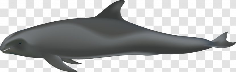 Porpoise Tucuxi Common Bottlenose Dolphin Rough-toothed White-beaked - Rough Toothed - Melon Transparent PNG