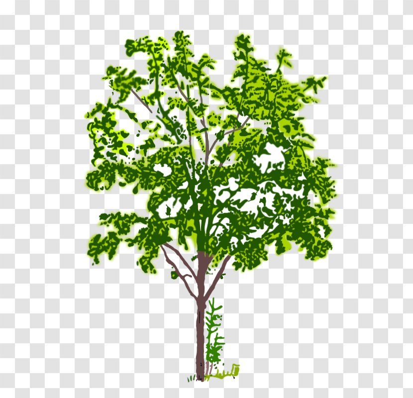 Tree - Data - Flowering Plant Transparent PNG