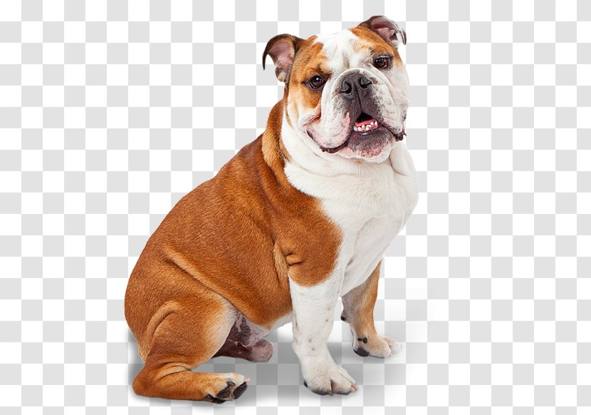 Dorset Olde Tyme Bulldogge American Bulldog Pug Boxer - Puppy Transparent PNG