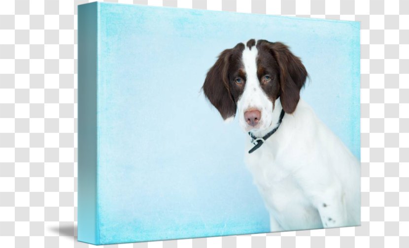 Drentse Patrijshond English Springer Spaniel Welsh Dog Breed Drenthe - Sporting Group Transparent PNG