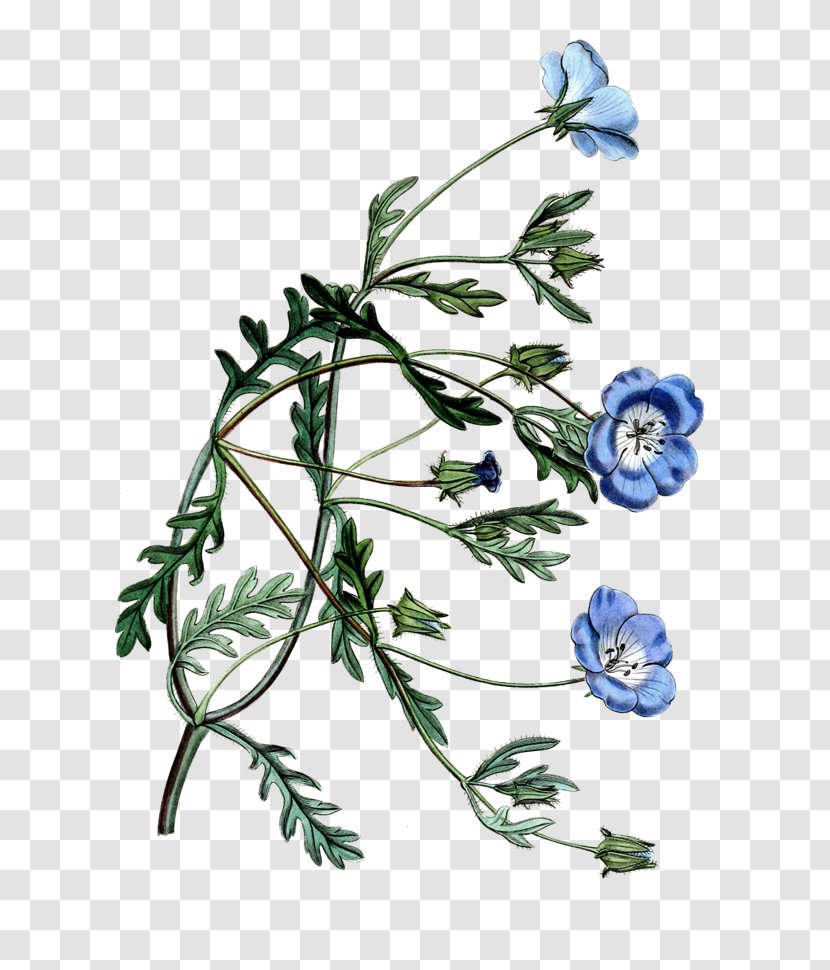 Flower Leaf Floral Design Chicory Plant Stem - Pixnet - Drawings Transparent PNG
