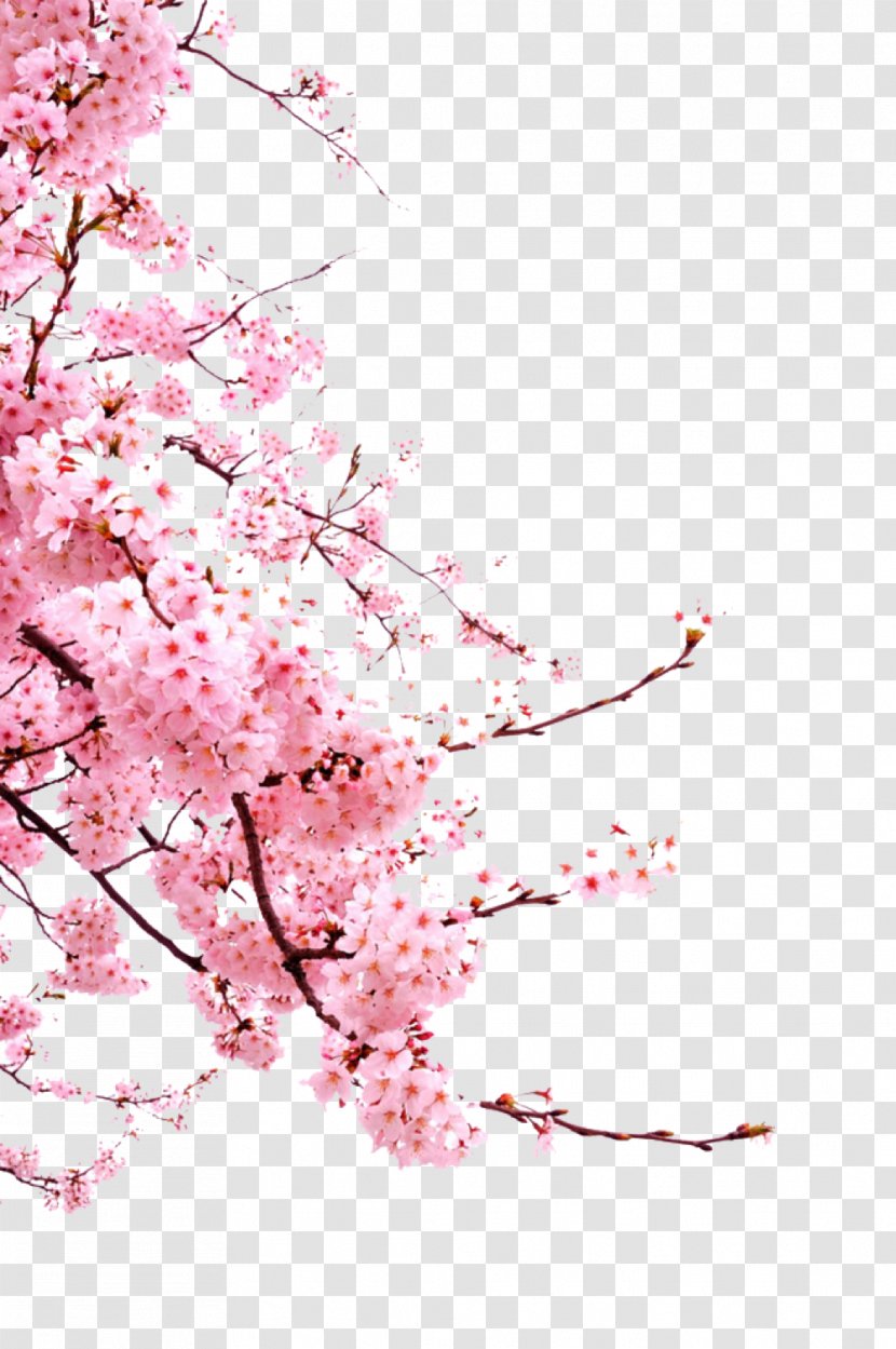 Cherry Blossom Clip Art - Kanji Transparent PNG