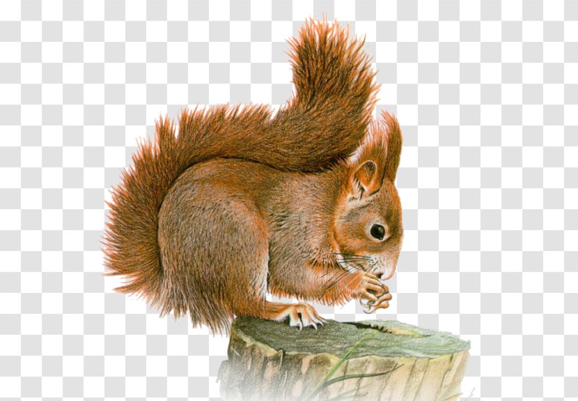 Squirrel Chipmunk Clip Art Image - Tree Transparent PNG