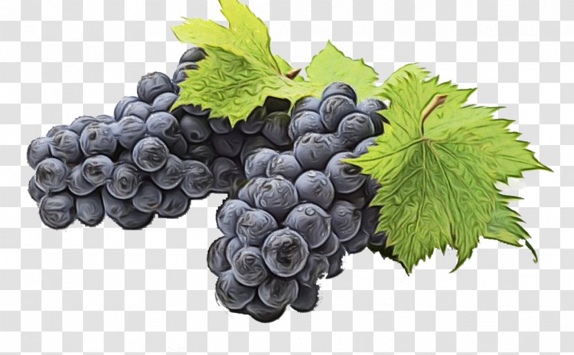 Grapes Cartoon - Grape - Bilberry Blueberry Transparent PNG