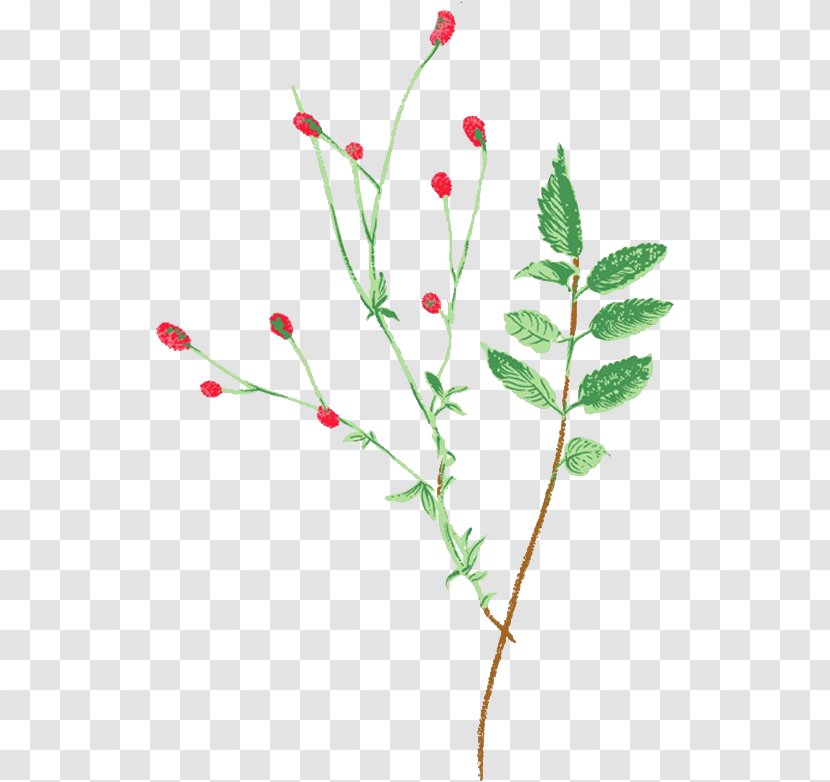 Lilium - Branch - Red Fruit Grass Transparent PNG