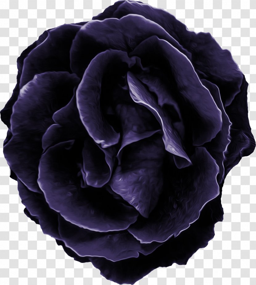 Purple Flower Violet Clip Art - Rose Family - Blue Transparent PNG