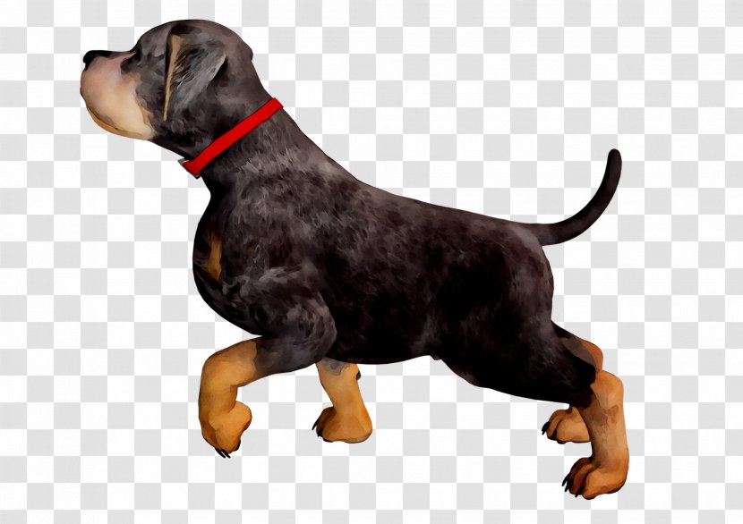 Dog Breed Rottweiler Polish Hunting Puppy Pet - Rare - Animal Transparent PNG