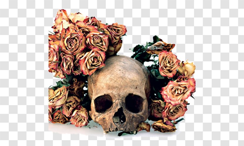 Flowers, Skulls, Contacts Human Skull Symbolism Photographer Still Life - David Hamilton Transparent PNG