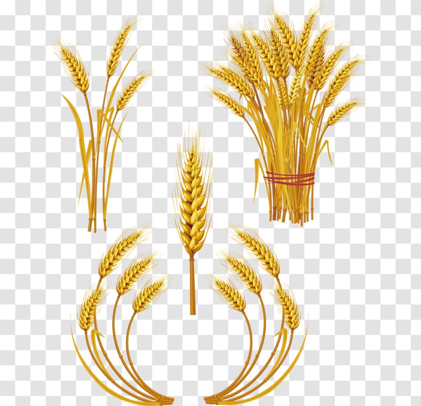 Wheat Royalty-free Ear Clip Art - Flowering Plant - Hand Drawn Cartoon Food Transparent PNG