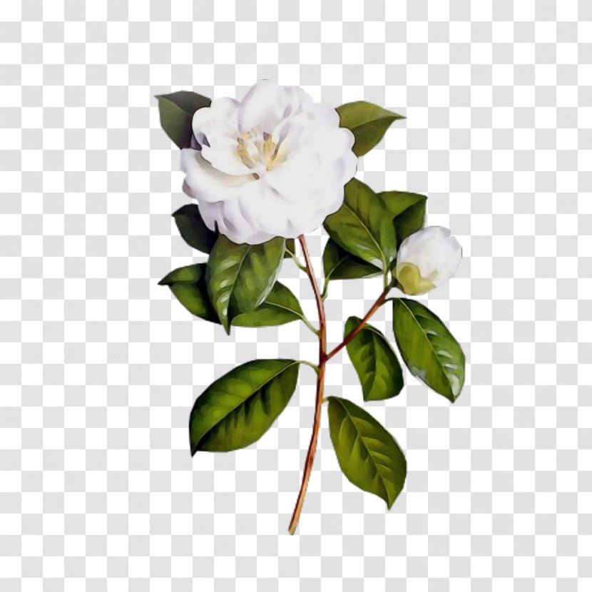 Flowers Background - Magnolia - Camellia Rose Order Transparent PNG