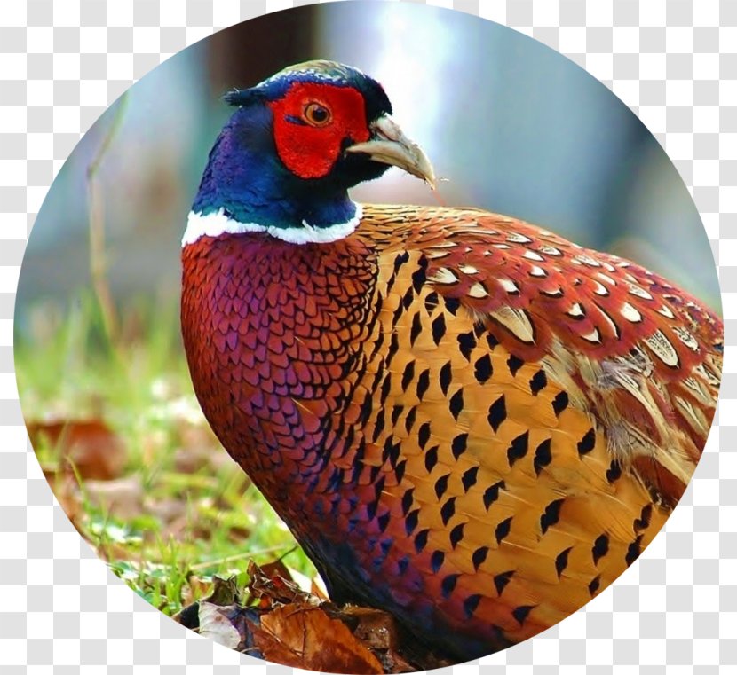 Bird Ring-necked Pheasant Old English Fowl Hunting - Fauna Transparent PNG