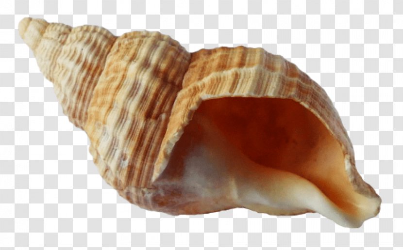 Seashell Angelwhispers Conch - Clam Transparent PNG