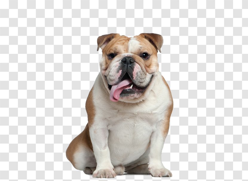French Bulldog Old English Pug American - Dog Transparent PNG