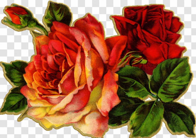 Vintage Clothing Antique Flower Clip Art - Flowering Plant - Watercolor Roses Transparent PNG