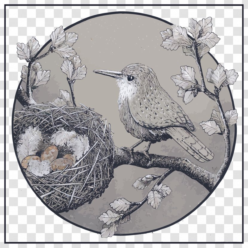 Bird Drawing Illustration - Art - Vector Bird's Nest And Transparent PNG