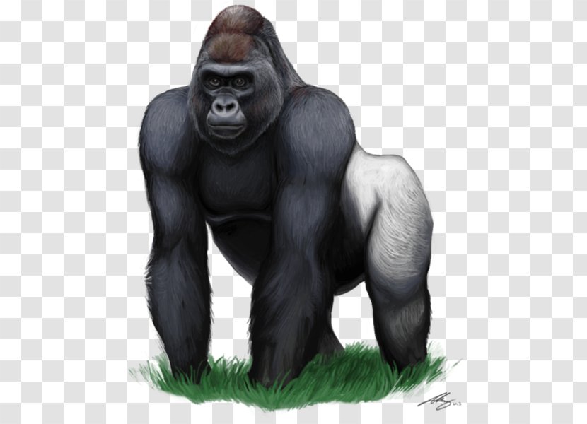 Western Gorilla Common Chimpanzee Ape Primate Mountain - Monkey Transparent PNG