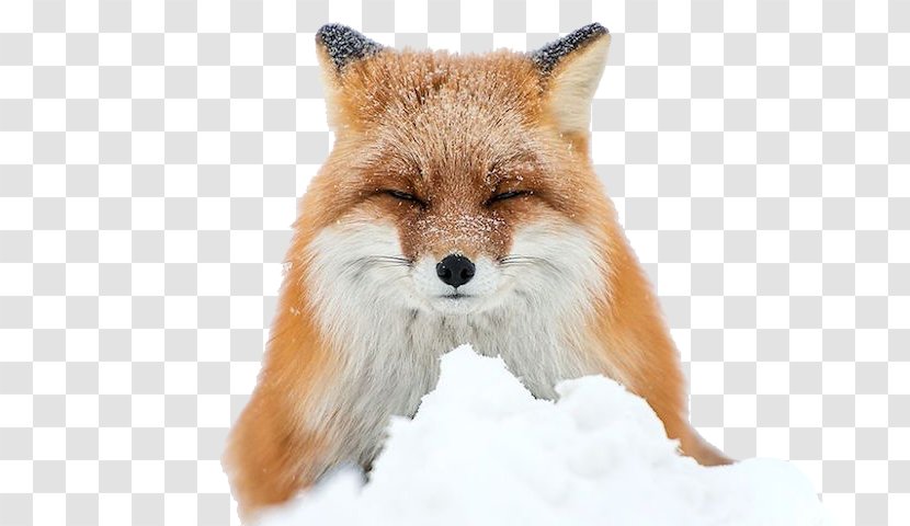 Arctic Fox Red Winter - Mammal Transparent PNG