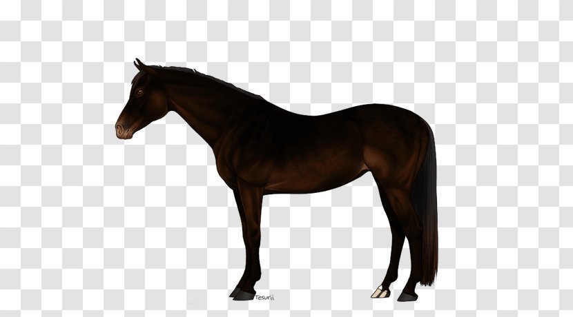 Irish Sport Horse Stallion Canadian Fjord Stock - Breed - Seal Brown Transparent PNG
