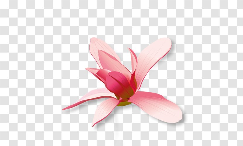 Blossom Flower U5e7fu544au8bbeu8ba1 Designer - Flowering Plant - Valentine's Day Flowers Transparent PNG