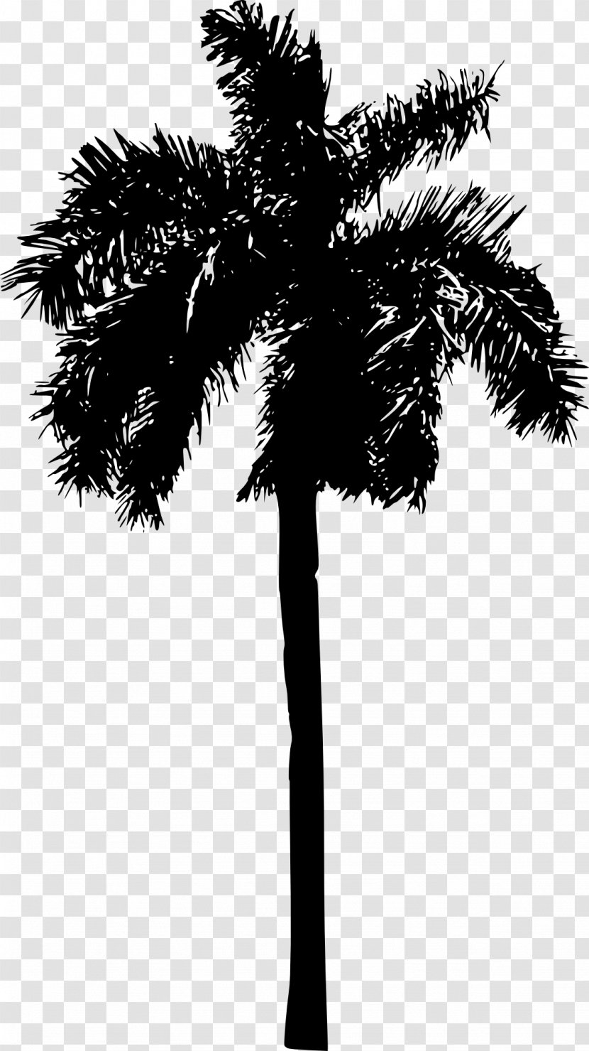 Coconut Tree Drawing - Palm Trees - Blackandwhite Peach Transparent PNG