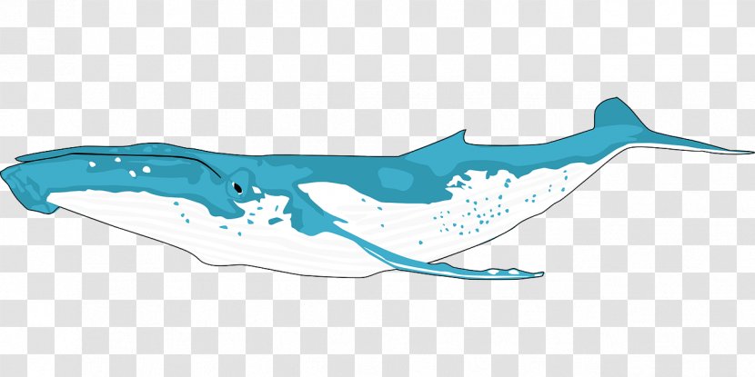 Humpback Whale Killer Clip Art - Turquoise - Huge Transparent PNG