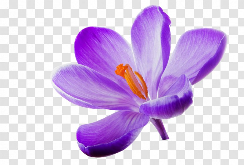 Flower Lilac Wallpaper - Highdefinition Television Transparent PNG