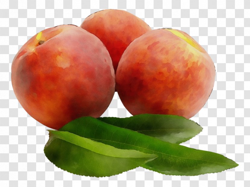Peach European Plum Fruit Food Plant - Nectarine Superfood Transparent PNG