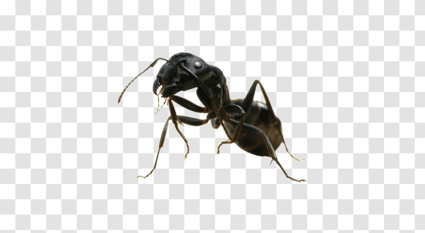 Black Garden Ant Pest Control Mosquito Termite - Lasius Transparent PNG