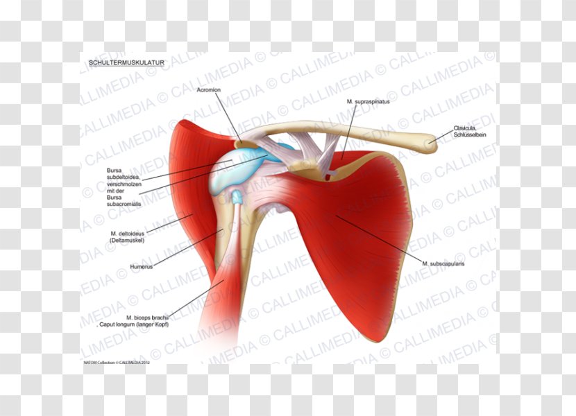 Adhesive Capsulitis Of Shoulder Periartrite Scapolo-omerale Synovial Bursa Periarthritis - Cartoon - Biceps Transparent PNG