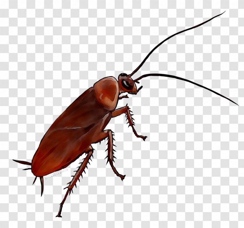 German Cockroach Anti Cafard Emeraude Ventilation Insect - Arthropod - Paris Transparent PNG